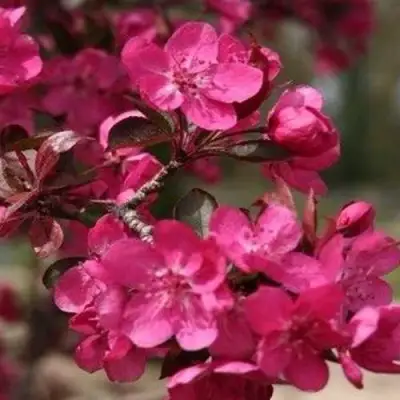 Яблоня РЕД КЕТТИ в Орше