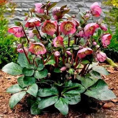 Морозник ВОСТОЧНЫЙ в Орше