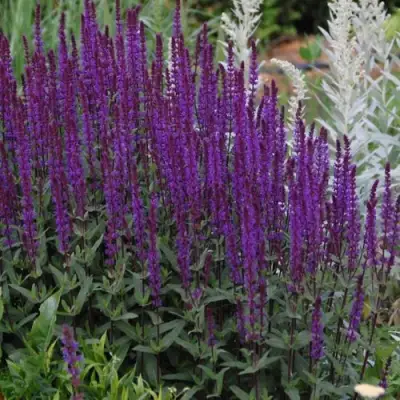 Шалфей КАРАДОНА в Орше