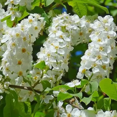 Черемуха ЧАЙКА в Орше