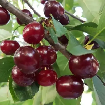 Дюк СЛАВЯНКА в Орше