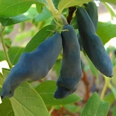 Жимолость съедобная НИМФА (ГАММА) в Орше