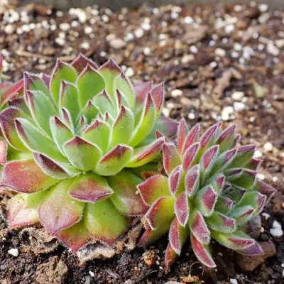 Молодило РУССКОЕ в Орше