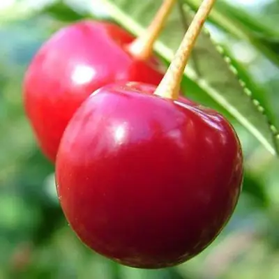 Вишня ЗАРАНКА в Орше