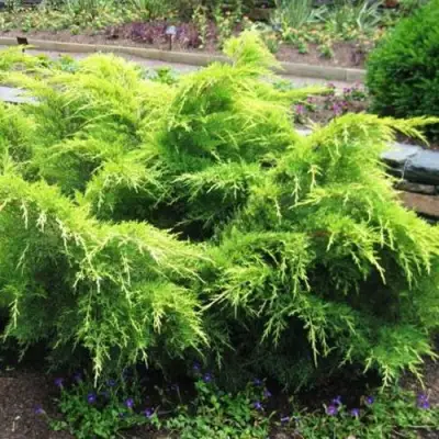 Можжевельник ГОЛД КОСТ средний в Орше