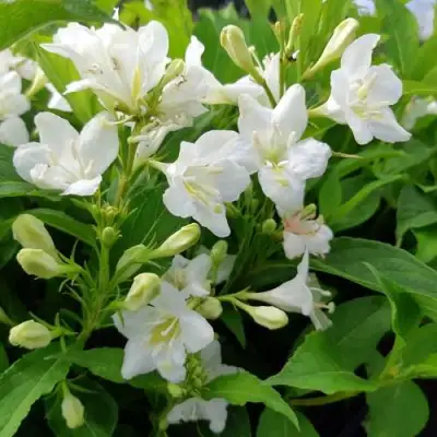 Вейгела БРИСТОЛЬСКАЯ СНЕЖИНКА в Орше