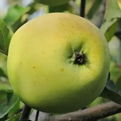 Яблоня РОССИЯНКА в Орше