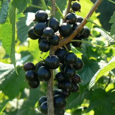 Смородина черная ВОЛОГДА в Орше