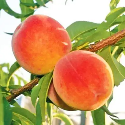 Персик ОНТАРИО в Орше