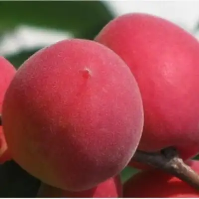 Абрикос РУБИН в Орше