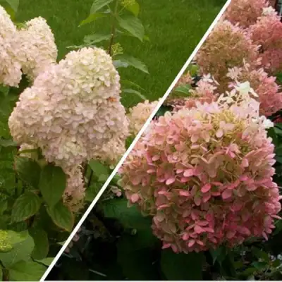 Комплект НЕЖНЫЕ ЧУВСТВА в Орше