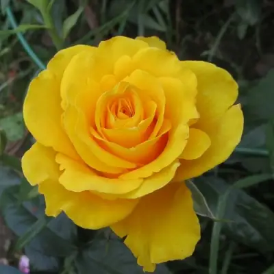 Роза КЕРИО чайно-гибридная в Орше