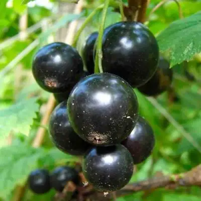 Смородина чёрная ЛЕНТЯЙ в Орше