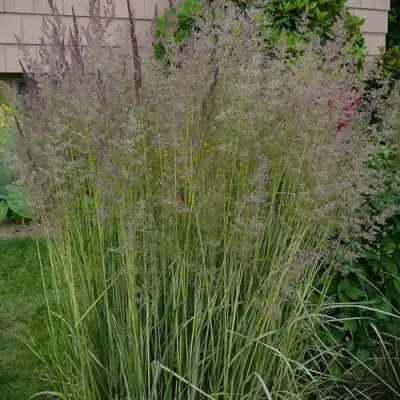 Вейник АВАЛАНШ остроцветковый в Орше