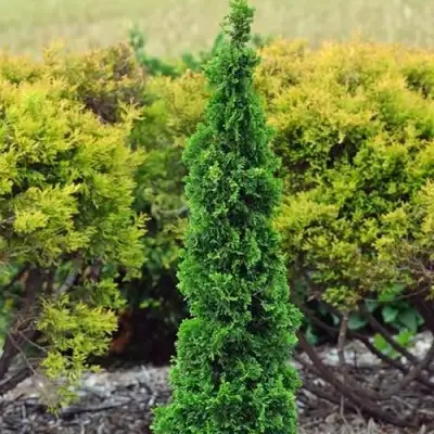 Туя СПИРАЛИС МИНИ западная в Орше