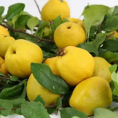 Айва ЯПОНСКАЯ в Орше