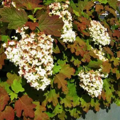 Гортензия БЛЭК ПОРШ дуболистная в Орше