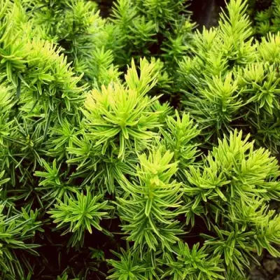 Тис ДАВИД ягодный в Орше