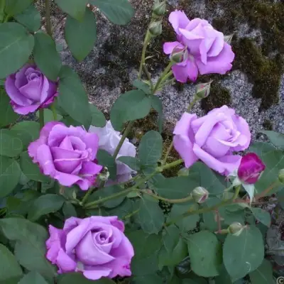 Роза СИЛЬВЕР СТАР чайно-гибридная в Орше