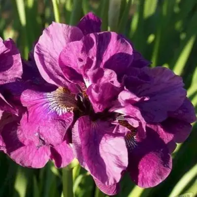 Ирис БАНДЛ ОВ ДЖОЙ сибирский в Орше