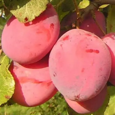 Слива ФАВОРИТЕ ДЕ СУЛТАНО в Орше