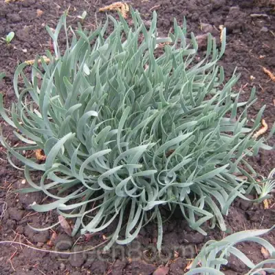 Лук СПИРАЛИС горный в Орше