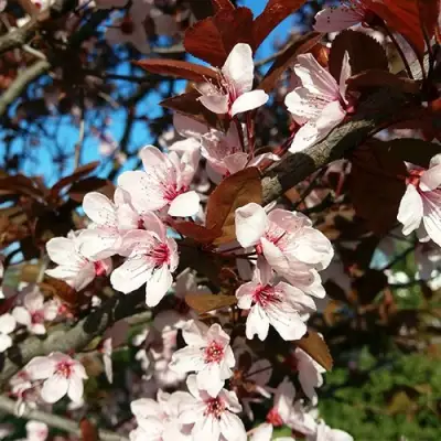 Слива ВУДИ растопыренная в Орше