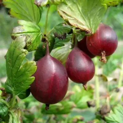 Крыжовник СЕРЕНАДА в Орше