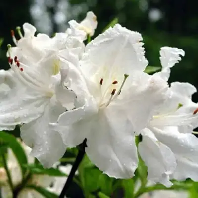 Азалия ОКСИДОЛ листопадная в Орше