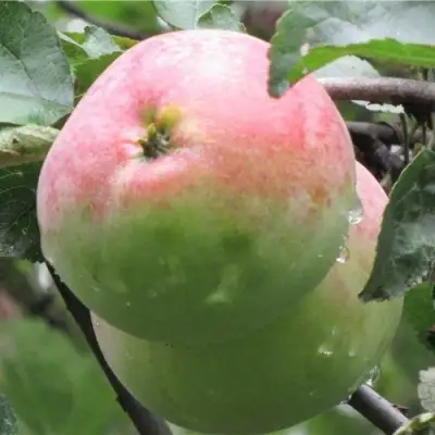 Яблоня МОСКОВСКОЕ ЗИМНЕЕ в Орше