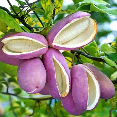 Акебия ПЯТЁРНАЯ  в Орше