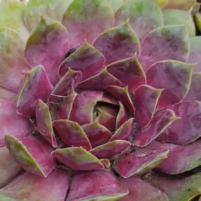 Молодило УФО в Орше