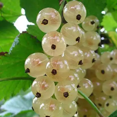 Смородина белая ЮТЕРБОРГСКАЯ в Орше