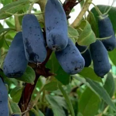 Жимолость съедобная ВОЛХОВА в Орше