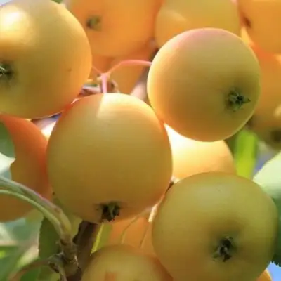 Яблоня УРАЛЬСКОЕ НАЛИВНОЕ в Орше