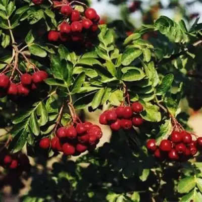 Рябина РУБИНОВАЯ сладкоплодная в Орше