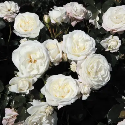 Роза АЛАБАСТЕР флорибунда в Орше