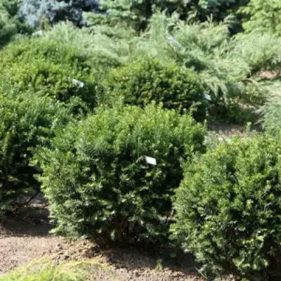 Тис НАНА остроконечный  в Орше