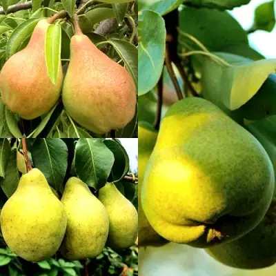 Комплект НАСТОЯЩИЙ ВОСТОРГ в Орше