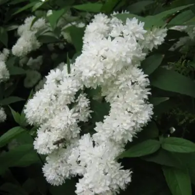 Дейция КАНДИДИССИМА шершавая в Орше