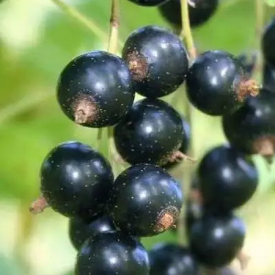 Смородина черная СТРЕЛЕЦ в Орше