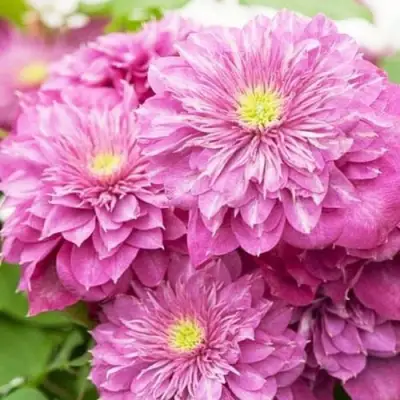 Клематис КАЙЗЕР в Орше