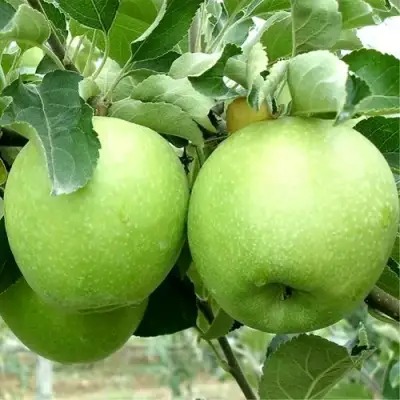 Яблоня РЕНЕТ СИМИРЕНКО в Орше