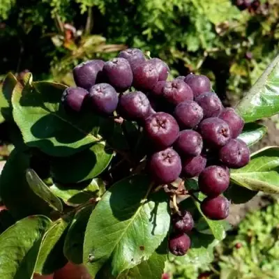 Рябина ЛИКЁРНАЯ сладкоплодная в Орше