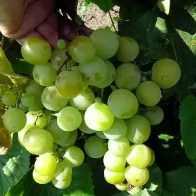 Виноград БАРС в Орше