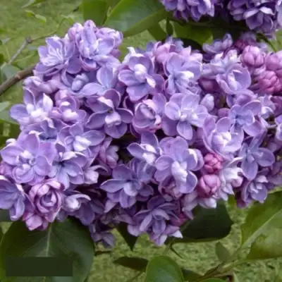 Сирень АМИ ШОТТ в Орше