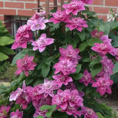 Клематис МАЙ ДАРЛИНГ  в Орше