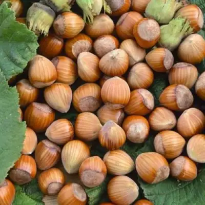 Фундук ТОНДА РОМАНА в Орше