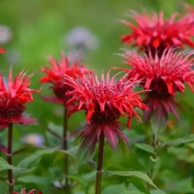 Монарда ПАНОРАМА РЕД в Орше