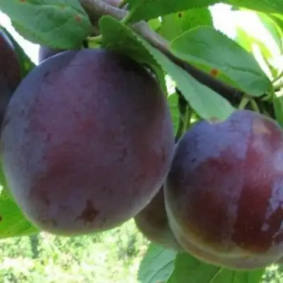 Слива СТАРТОВАЯ в Орше